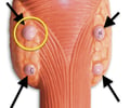 <p>4 glands embedded in the posterior surface of the thyroid gland; produces PTH</p>