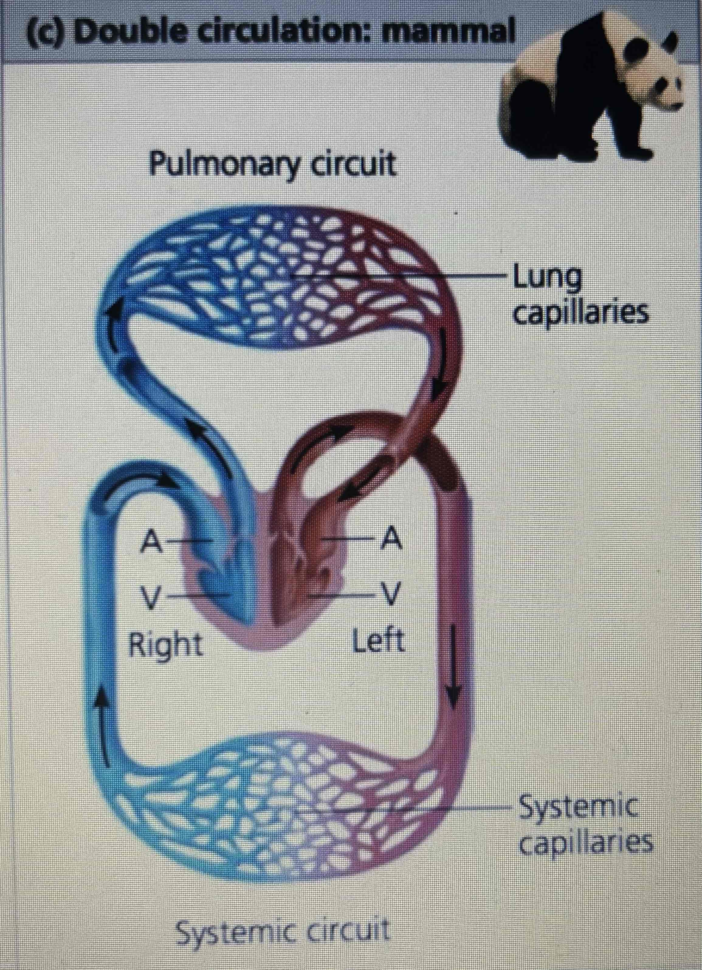 <p>Right ventricle → lung capillaries (pulmonary circuit) → left atrium → left ventricle → systemic capillaries (systemic circuit) → right atrium</p>