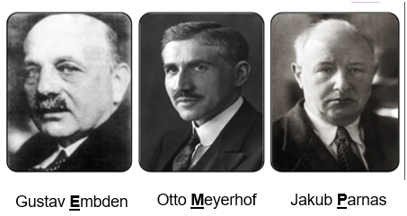 <p>Contributed to glycolysis pathway discovery</p>