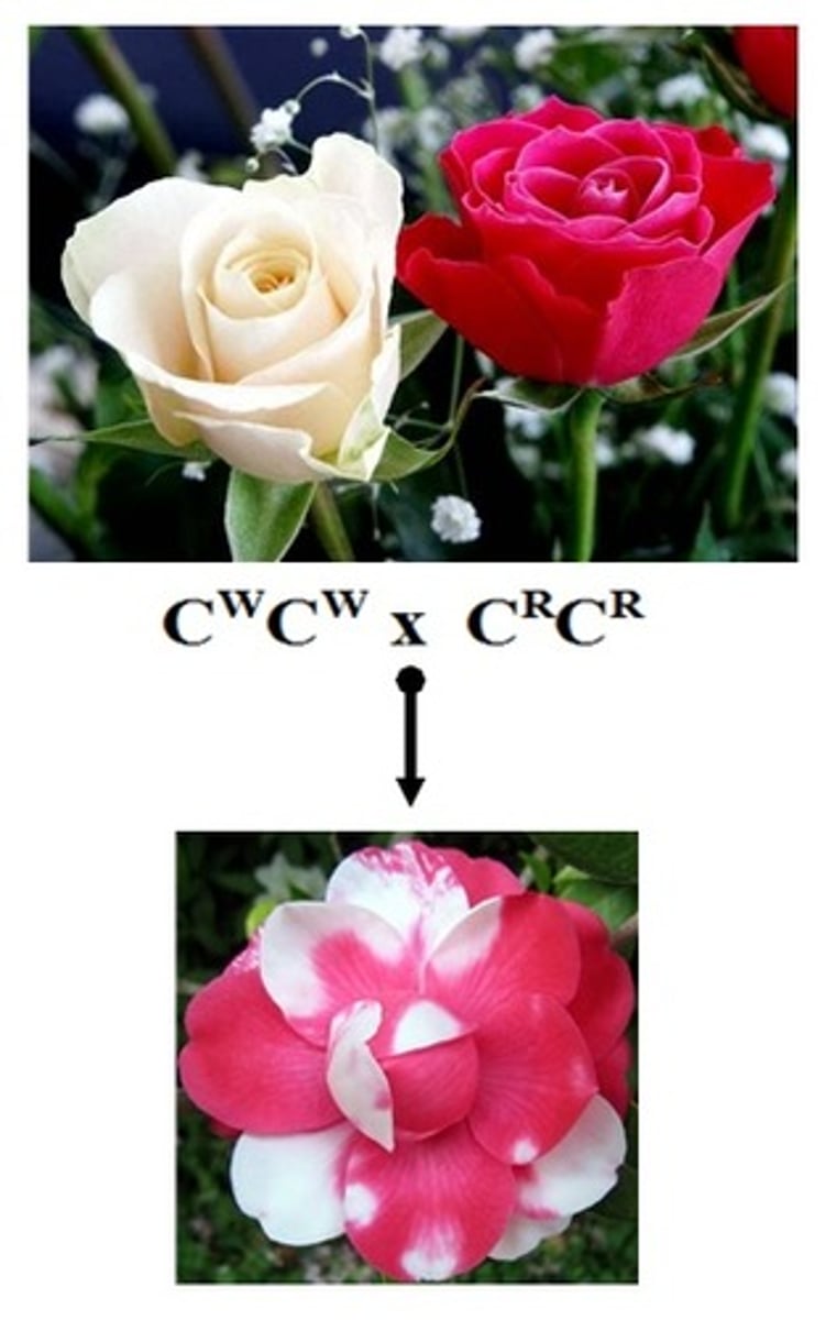 <p>Relating to two alleles of a gene pair in a heterozygote that are both fully expressed.</p>