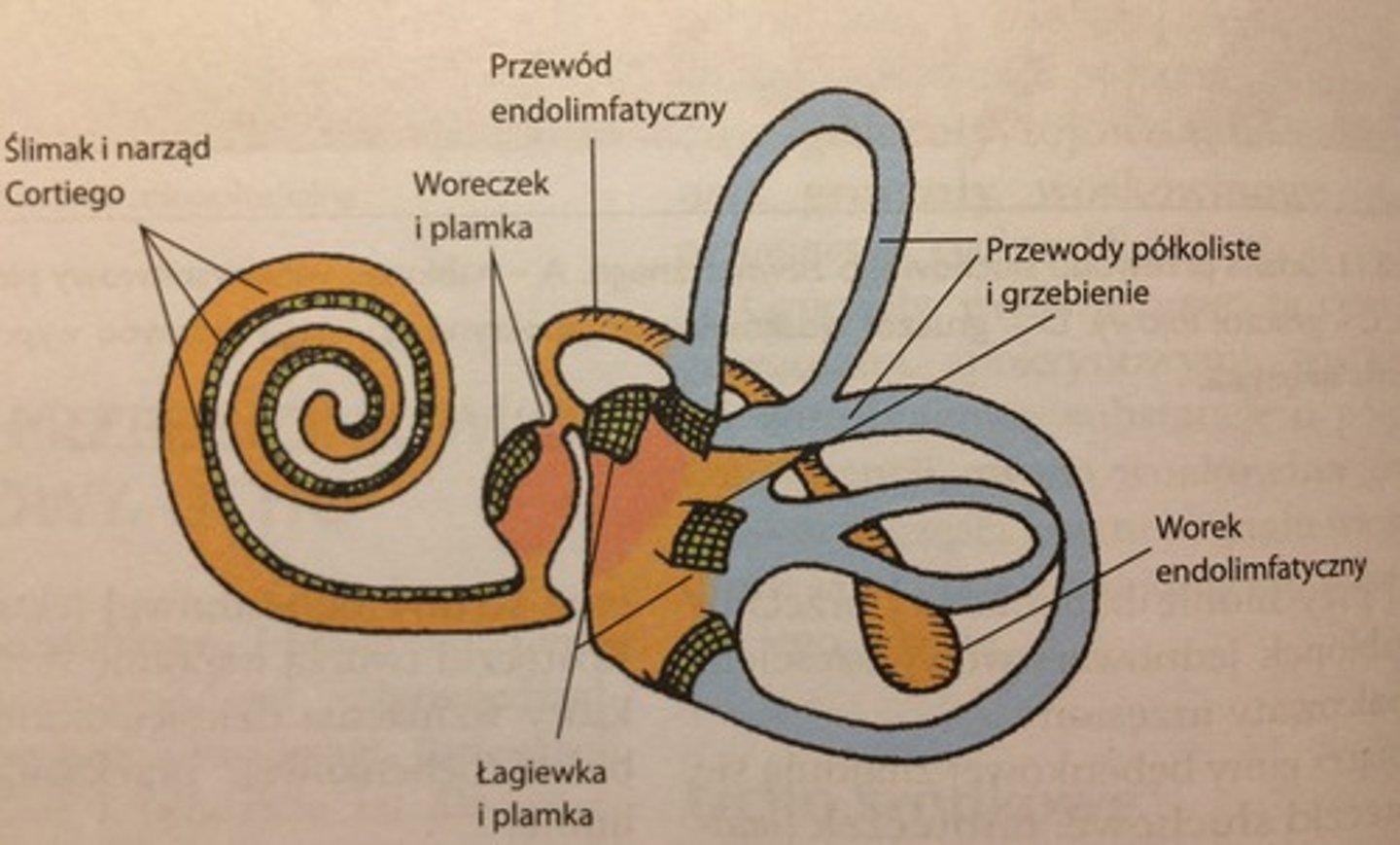 <p>składa się z błędnika kostnego i błoniastego. </p><p>Błędnik kostny składa się z: przedsionka, kanałów półkolistych, ślimaka. </p><p>W przedsionku leży łagiewka, woreczek, przewód endolimfatyczny, który łączy łagiewkę z woreczkiem i biegnie do worka endolimfatycznego. </p><p>Błędnik kostny jest wypełniony perylimfą (duże stężenie Na+), w której zanurzone są struktury błoniaste wypełnione endolimfą (produkowana w przewodzie śimaka i łagiewce; duże stężenie K+). Przestrzeń między błędnikiem kostnym, a błoniastym jest przedłużeniem przestrzeni podpajęczynówkowej. </p>