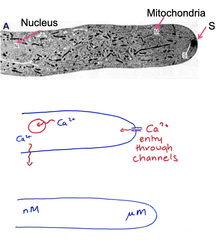 <ol><li><p>Apical plasma membrane Ca2+ permeable ion channels permit localised Ca2+ influx</p><ul><li><p>helps create <strong>tip</strong> with high [Ca<sup>2+</sup>]<sub>cyt</sub>  (microM) <strong>gradient</strong></p></li></ul></li><li><p>High [Ca<sup>2+</sup>]<sub>cyt</sub> stimulates exocytosis</p><ul><li><p>maintains actin in F-actin (filamentous) form</p></li></ul></li><li><p>F-actin gives the cytosol mechanical strength</p><ul><li><p>without high viscosity</p></li></ul></li></ol><p></p>