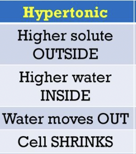 <p>Hypertonic</p>