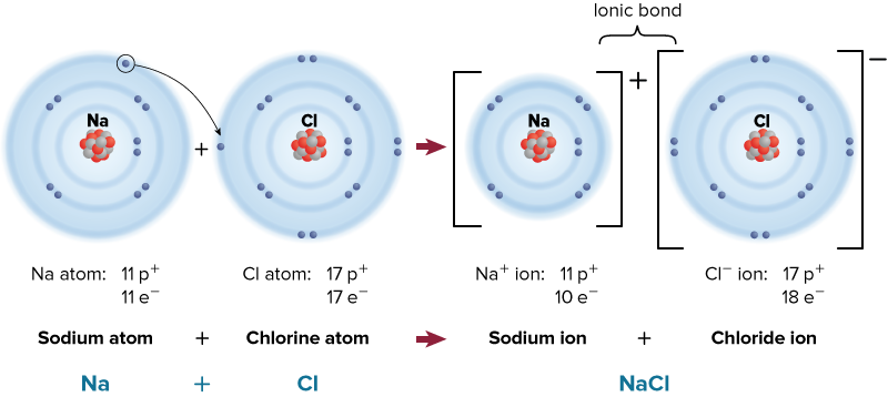 <p>Ionic Bond</p>