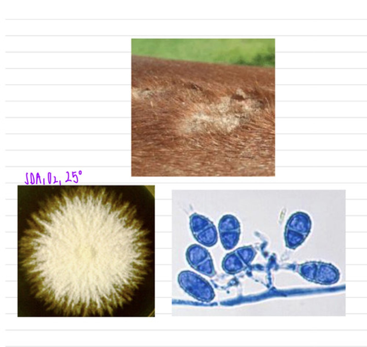 <p>this horse came into the vet with these cutaneous lesions. we take a sample and isolate it on SDA at 25 degrees and see these microscopic results.</p><p>what sample should we take?</p><p>what is the diagnosis?</p>