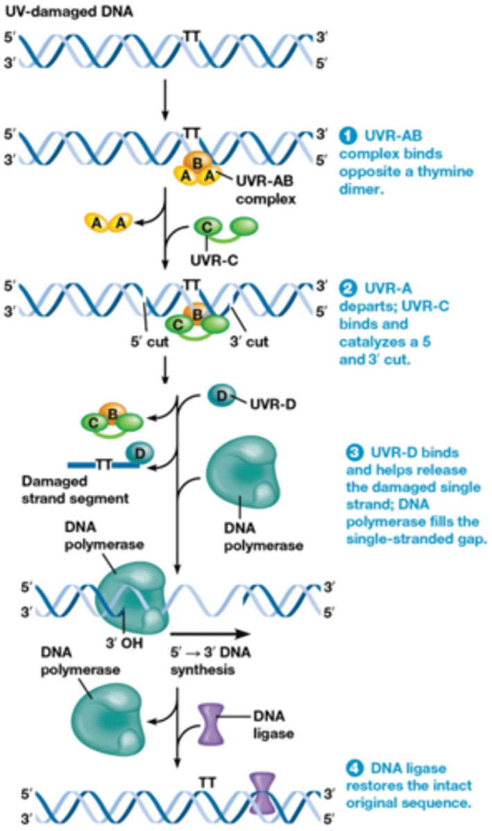 <p>Thymine dimeren herstellen</p><p>1. UVR-AB herkent de afwijking (3D structuur is niet normaal door de TT)</p><p>-UVR-AB zal binden op de lichtblauwe streng (zonder TT)</p><p>2. Dissociatie van de UVR A, binding van UVR C (een endonuclease)</p><p>-UVRC zal knippen in beide strengen -> dissociatie van een complex</p><p>3. Recrutering van UVR D (een helicase) die zal de hybridisatie verbreken ->opening</p><p>-Polymerase synthetiseert DNA complementair met de streng</p><p>4. Ligase vult het gat op -> het is hersteld</p><p>Nucleotide Excision Repair’ (NER) ook gebruikt voor herstel van transcriptie-stop door gemodificeerde basen: ‘transcription-coupled repair’ -> legt uit waarom actieve genen sneller hersteld worden dan heterochromatine</p><p>Mutaties in NER eiwitten leidt tot Xeroderma pigmentosa: ilano, een 8 jarig belgisch jongetje dat huidtumoren krijgt in de zon: xprotectilano.be</p>