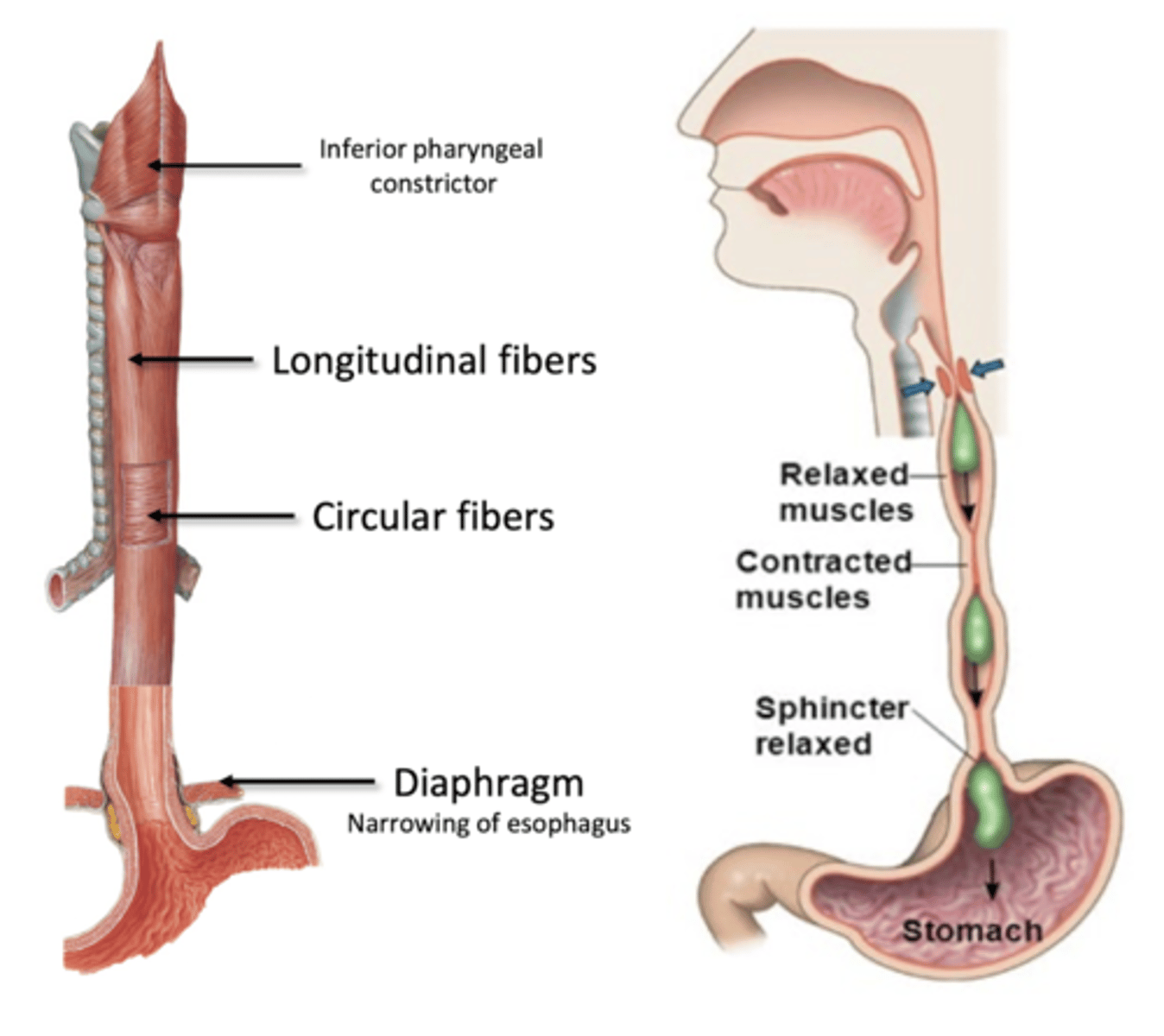 <p>1. Circular muscle fibers above bolus contract (push to stomach)</p><p>2. Longitudinal muscle fibers below bolus contract (to shorten and widen tube)</p><p>3. Repeat cycle, and lower esophageal sphincter relaxes to pass into stomach</p>