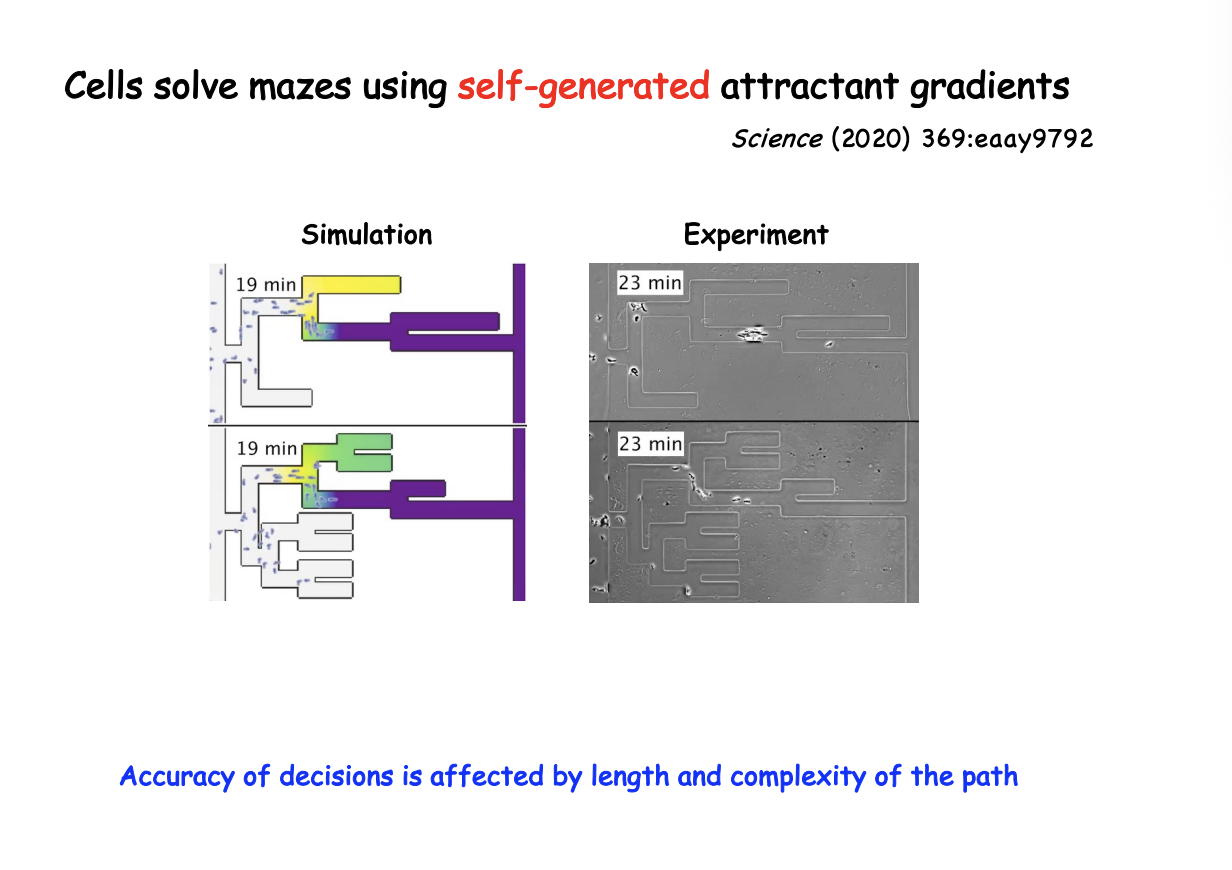 <ul><li><p>modelling and simulations </p></li><li><p>factoing into attractant depletion and diffusion</p></li></ul><p></p>