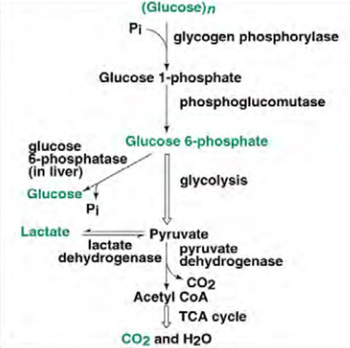 <p>-Provides glucose 1P</p><p>-Converted to Glc 6P</p><p>-Phosphatases hydrolyses it to glucose</p><p>-Secreted into blood for other organs</p><p>-Responds to low blood glucose, glucagon</p>