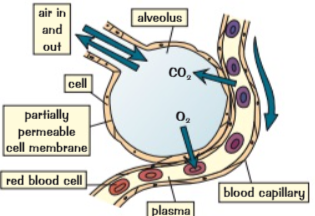 <p>Alveoli</p>