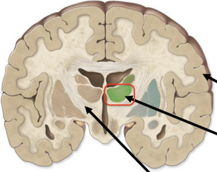 <p><u>clusters</u> of gray matter deep within the brain</p>