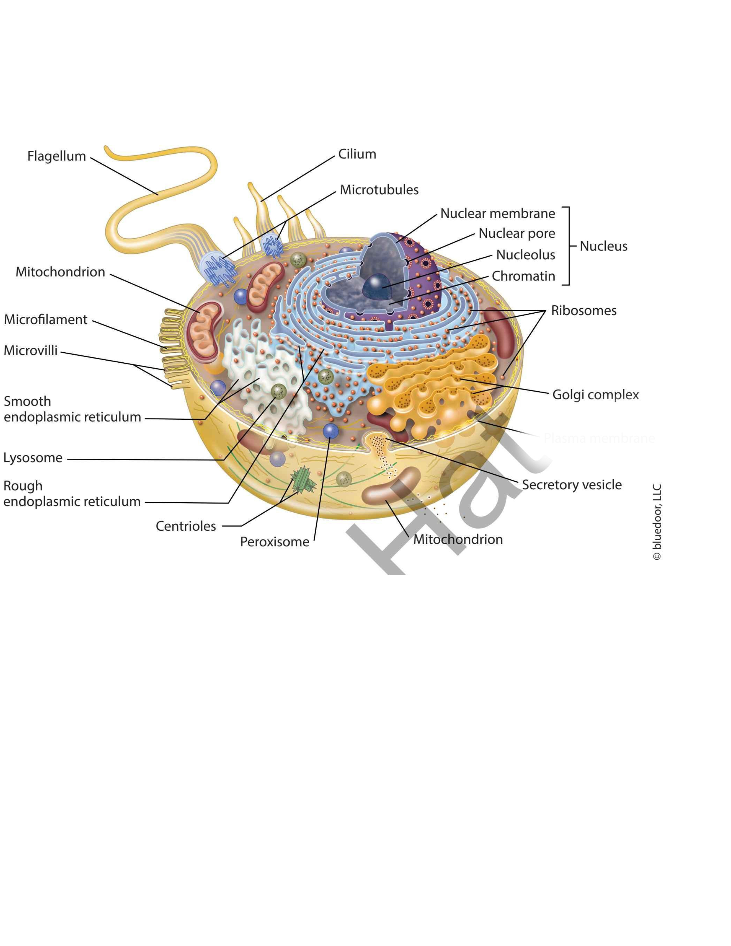 term image