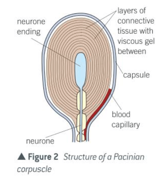 <p>1. stimulus causes stretch-mediated Na+ channels to open<br>2. Na+ moves into the axon via facilitated diffusion<br>3. membrane potential becomes more +ive<br>increasing pressure - more stretch-mediated Na+ channels open. More Na+ enters. membrane potential becomes more +ive<br>4. causes depolarisation of axon membrane so increased magnitude of generator potential and more frequent action potentials</p>