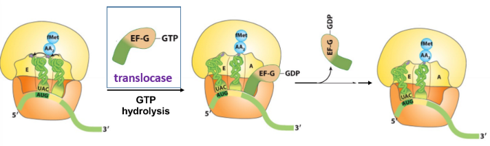 <ul><li><p>the ribosome shifts the next codon towards the 5’ end of the mRNA</p></li><li><p>requires EF-G (translocase) and the energy from GTP hydrolysis</p></li><li><p>EF-G binds the A site and displaces the peptidyl-tRNA</p></li></ul>