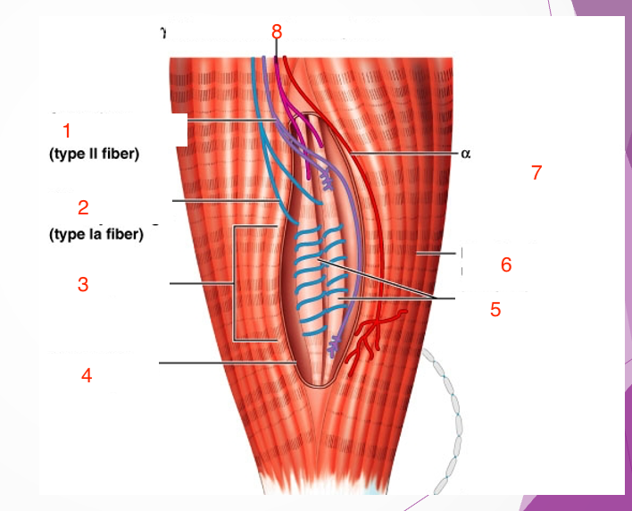 <p>extrafusal muscle fiber</p>