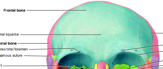 <p>marking → supraorbital foramen</p><p>description→ forehead, anaterior part of cranial base, roofs of orbits (eye sockets)</p><p>function → protects brain, eyes, and nasal passages</p>