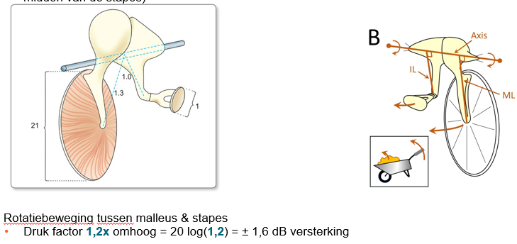 <p>hamer en incus gefixeerd op de verbinding tussen malleus en incus=&gt; rotatiebeweging tussen malleus en stapes</p><p>De hamer is een langer deel dan het aambeeld=&gt; werking hefboom: kleine beweging hamer levert grotere kracht op bij stijgbeugel=&gt; 20 log(1,2)=&gt; 1,6 dB versterking</p>