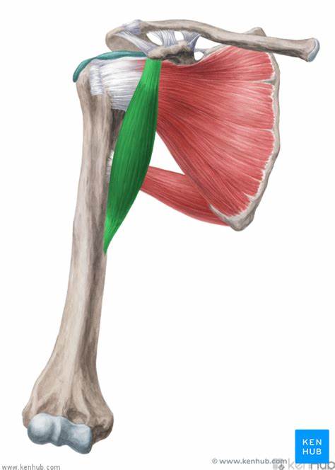 <p>insertion of coracobrachialis</p>