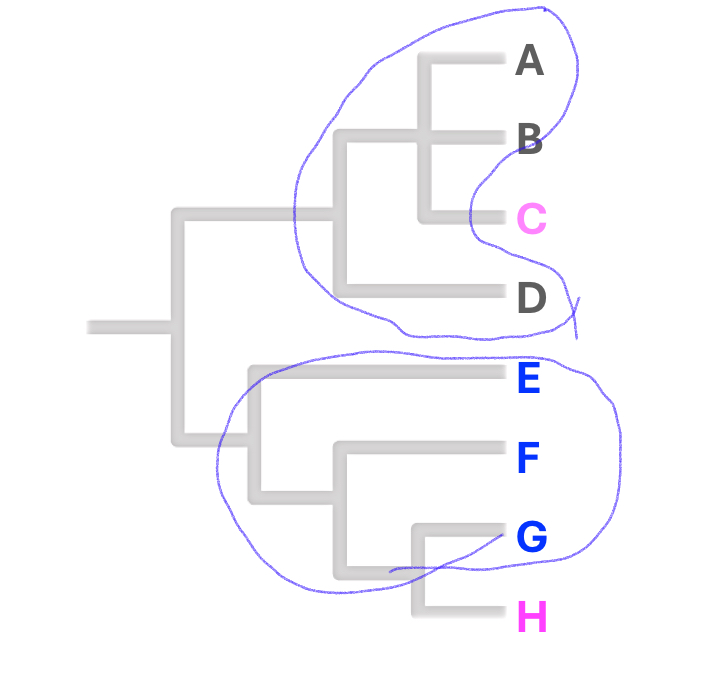 <p>Monophyletic group that is missing a member</p><p>(ancestor + <em>some but not all</em> descendants.)</p>