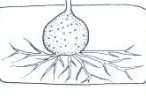 <p>Have one sporangium</p>