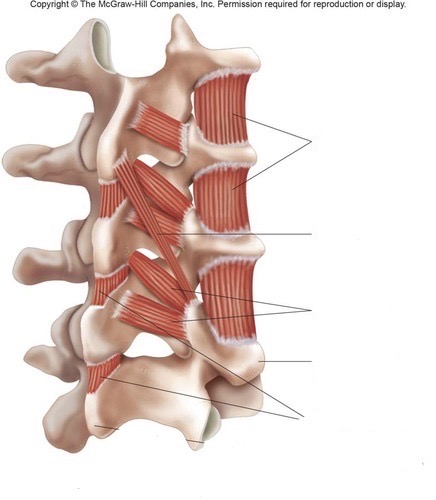 <p>Vyjmenuj všechny svaly které jsou na tomto obrázku</p>