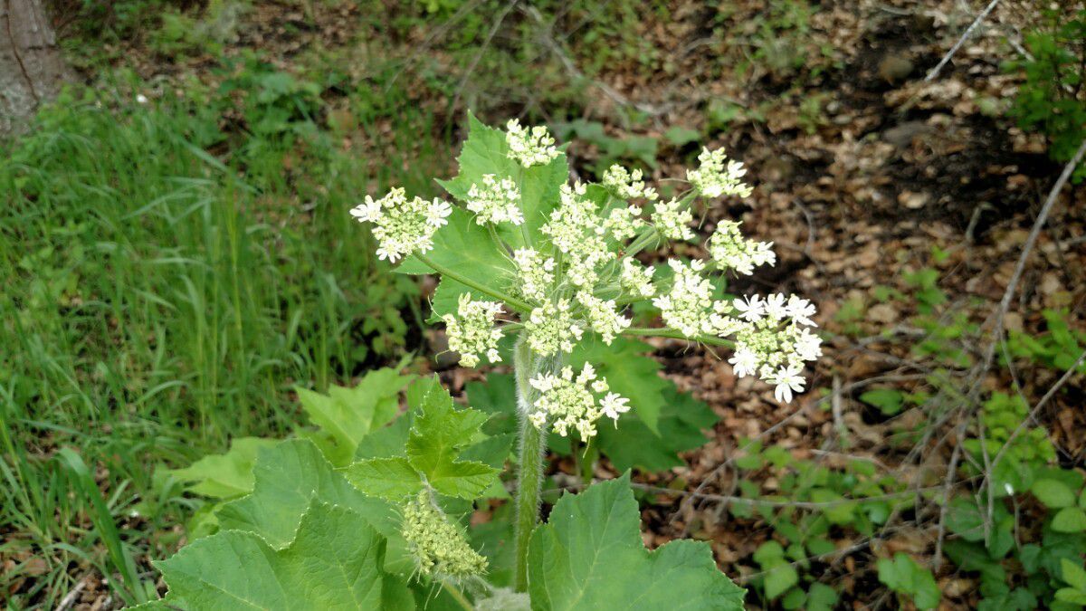 Cow parsnip