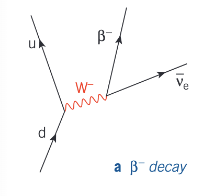 <p>In β⁻ decay, a neutron in a neutron-rich nucleus changes into a proton, releasing an electron and an electron antineutrino. In quark terms, a down quark changes to an up quark.</p><p></p>