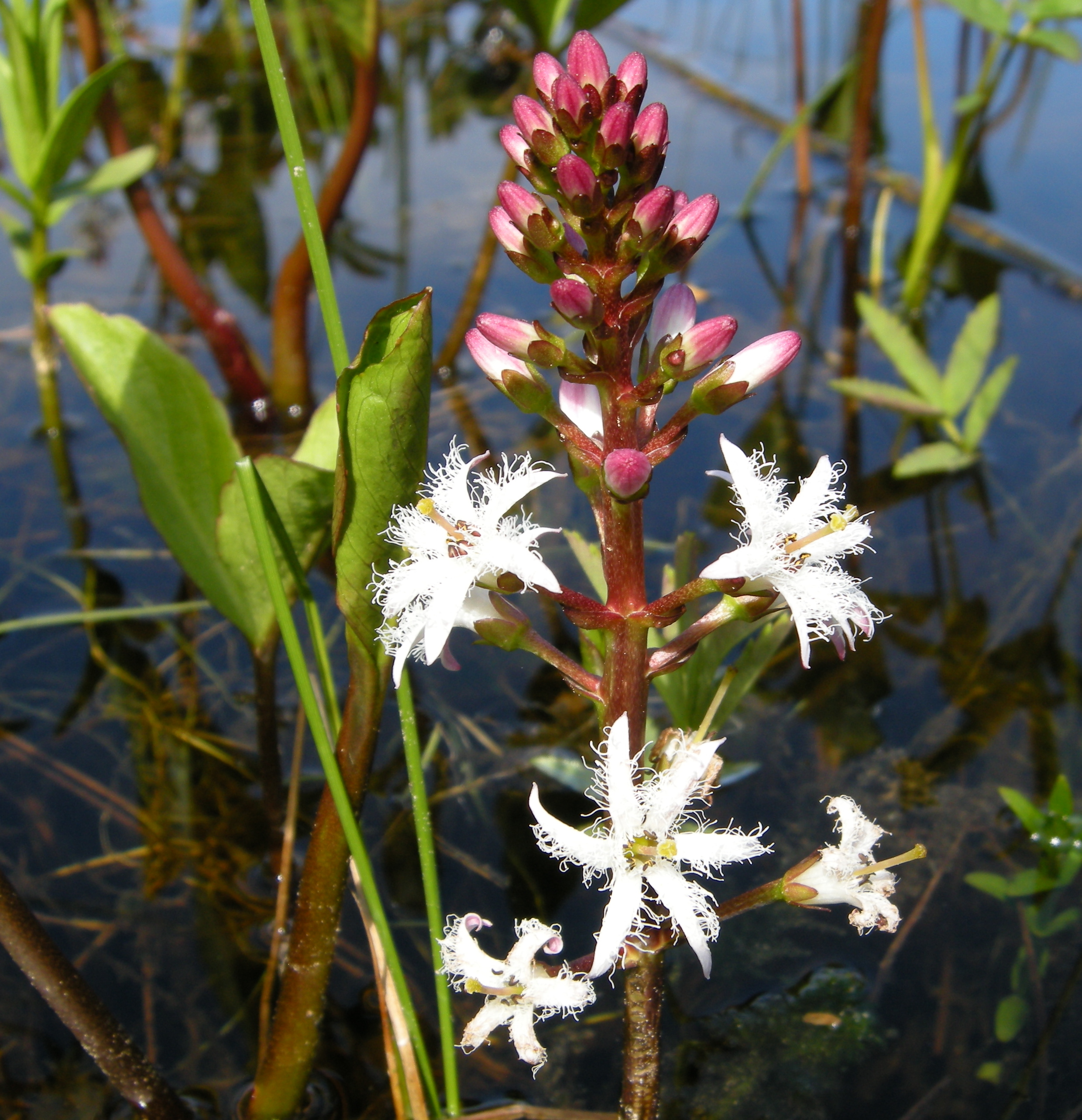 <p>Bogbean </p>