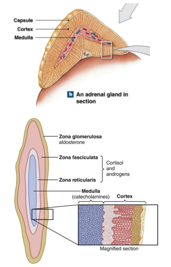 <ul><li><p>Retroperitoneal (behind and above) above each kidney</p></li><li><p>composed of:</p><ul><li><p>outer cortex → produce <strong>corticosteroids </strong>(2 dozen steroid hormones)</p></li><li><p>inner medulla → produce <strong>epinephrine and norepinephrine</strong></p></li></ul></li></ul><p></p><p>outer cortex layers:</p><p>superficial</p><ul><li><p>zona glomerulosa (release mineralcorticoids)</p></li><li><p>zona fasiculata (glucocorticoids)</p></li><li><p>zona reticularis (adrenal androgens)</p></li></ul><p>deep</p><p></p>