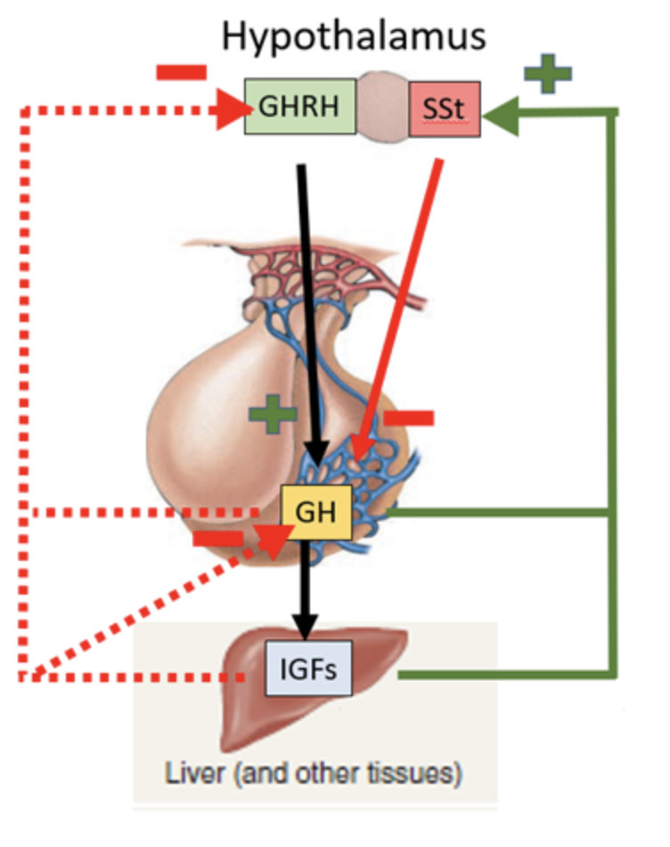 <ul><li><p>The <strong>hypothalamus</strong> releases:</p><ul><li><p><strong>GHRH</strong> → <strong>stimulates</strong> GH release from somatotrophs.</p></li><li><p><strong>Somatostatin</strong> → <strong>inhibits</strong> GH release.</p></li></ul></li><li><p>The <strong>anterior pituitary</strong> releases <strong>GH</strong>.</p></li><li><p>GH acts on the <strong>liver</strong> → liver releases <strong>IGFs</strong>.</p></li><li><p><strong>Negative feedback loops</strong>:</p><ul><li><p>GH &amp; IGFs → <strong>inhibit GHRH</strong> release from hypothalamus.</p></li><li><p>GH &amp; IGFs → <strong>stimulate somatostatin</strong> release (further blocking GH).</p></li><li><p>IGFs → also <strong>directly inhibit GH release</strong> from the anterior pituitary.</p></li></ul></li></ul><p></p>