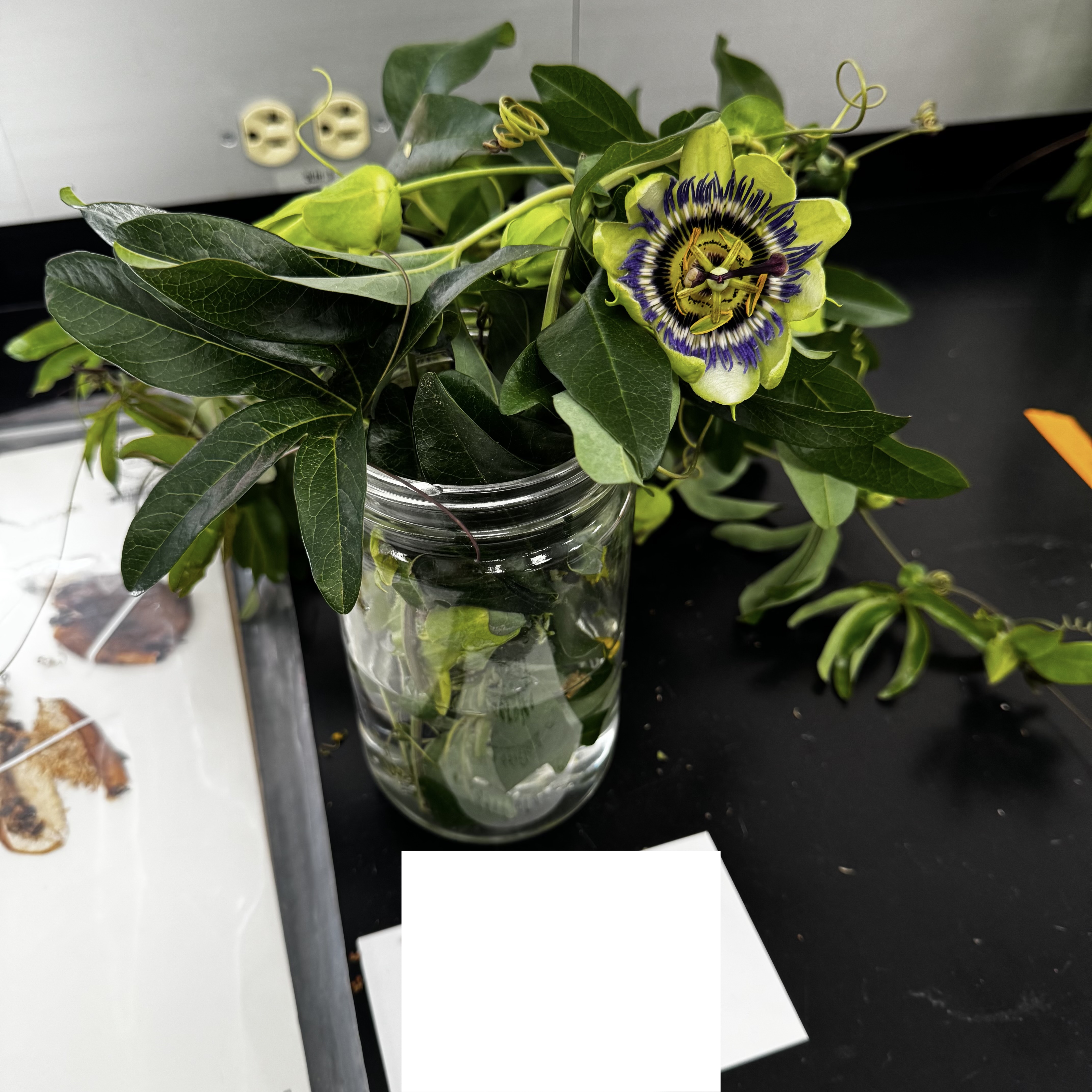 <p>What order, family, and genus?</p>