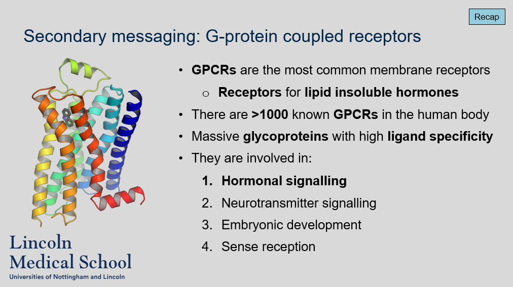 <ol><li><p>GPCRs (G protein-coupled receptors) are a type of membrane receptor that are involved in transmitting signals from the external environment to the inside of the cell.</p></li><li><p>Yes, GPCRs are the most common type of membrane receptor in the human body.</p></li><li><p>GPCRs primarily bind to lipid insoluble hormones, such as adrenaline and noradrenaline.</p></li><li><p>There are over 1000 known GPCRs in the human body, which are involved in a wide range of physiological processes, including hormonal signaling, neurotransmitter signaling, embryonic development, and sense reception.</p></li><li><p>GPCRs are massive glycoproteins with high ligand specificity.</p></li></ol>