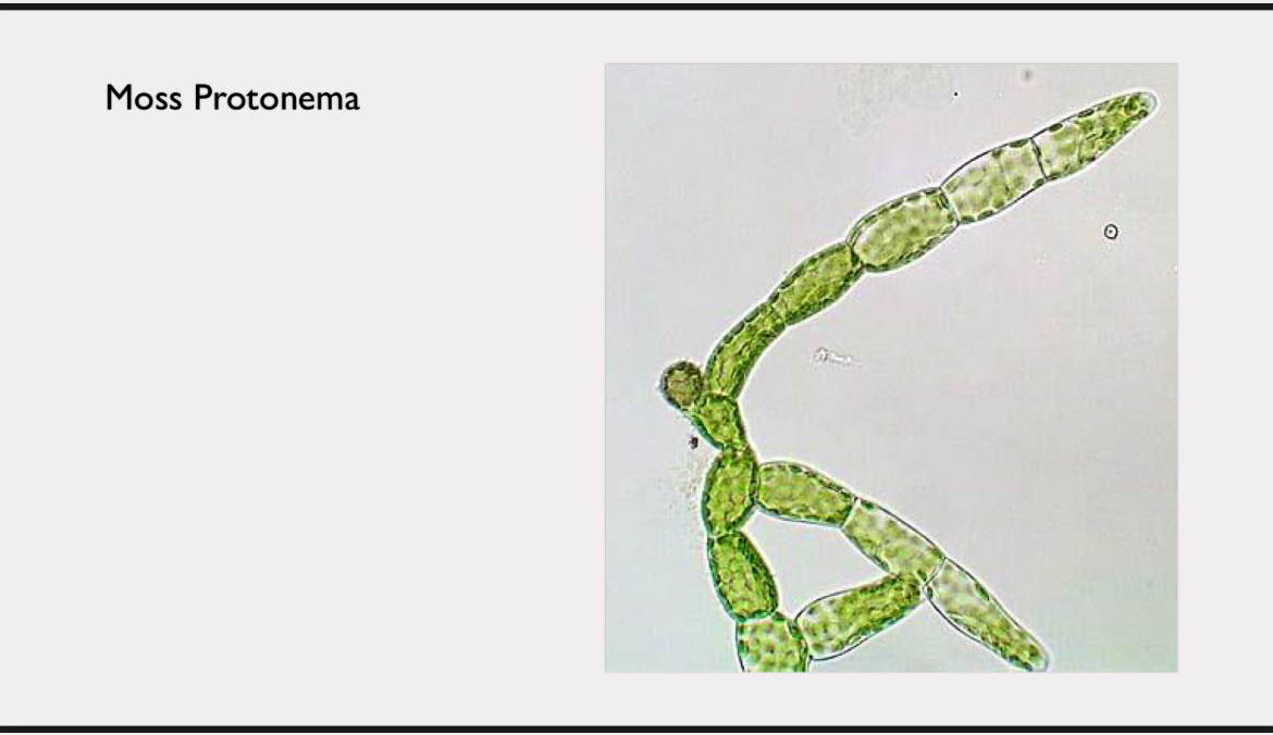 <p>bryophyte</p>