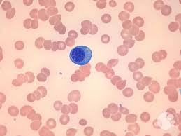 <p>Fluid blood matrix suspending formed elements.</p>