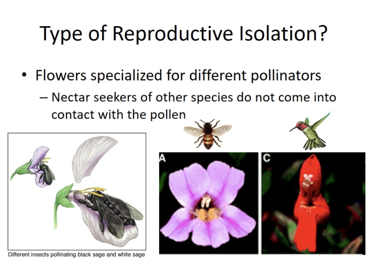 <p>Nectar seekers of other species don’t come into contact with the pollen. What type of reproductive isolation is this?</p>