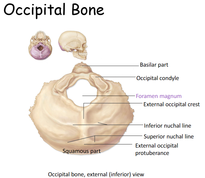 <p>Forms posterior part of skull, including most of the posterior cranial fossa and part of the base of the skull. </p>