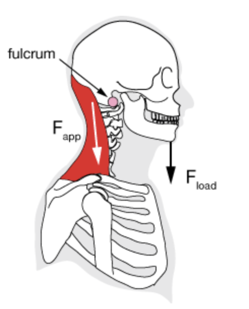 <p>fulcrum in the middle between effort and resistance</p><p>ex: head nodding motion (atlanto-occipital joint)</p><ul><li><p>fulcrum: atlas</p></li><li><p>effort: posterior neck muscles</p></li><li><p>load: weight of head</p></li><li><p>function: helps balance and extend the head</p></li></ul><p></p>