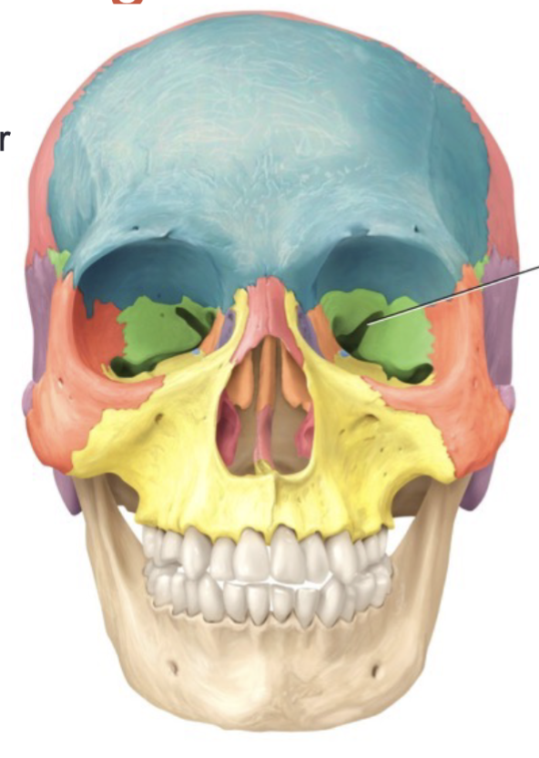 <p>Narrow slit between bones for passage of blood vessels or nerves</p>