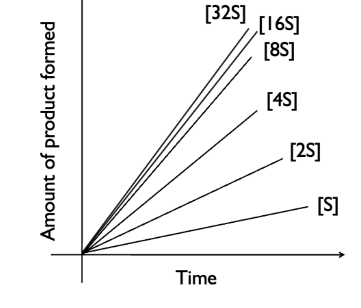 <p>when holding enzyme concentrations constant, initially you see a large increase in product formations when going from S —&gt; 2S —&gt; 4S and slows down as enzymes become saturated (increasing initial concentration has less effect)</p>