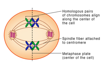 <ul><li><p>Homologous chromosomes align at the metaphase plate</p></li><li><p>During Metaphase I, homologous chromosomes line up in a random orientation, referred to as independent assortment</p></li><li><p>There is an equal chance of the resulting gamete containing either of the pair</p></li></ul>