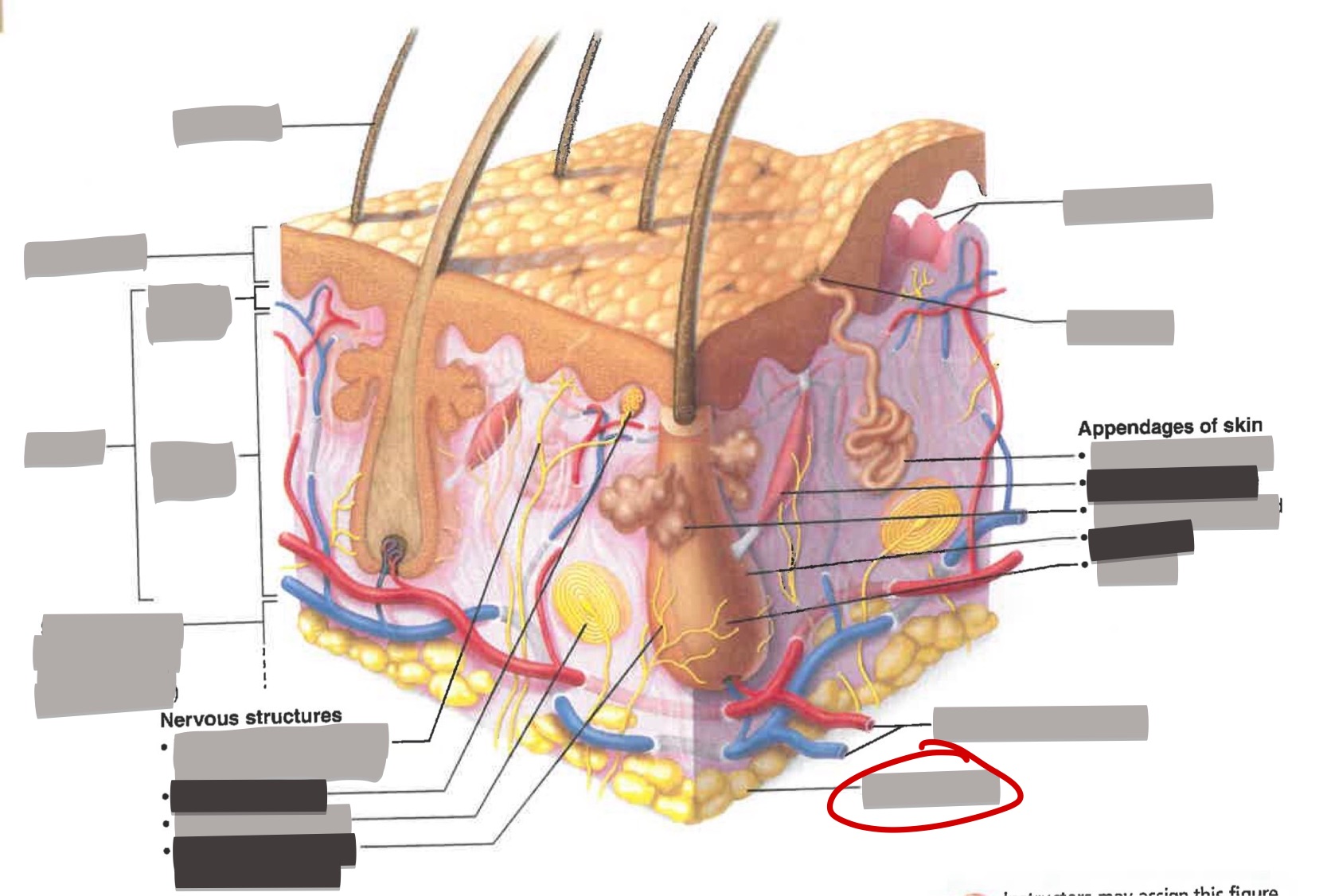 term image