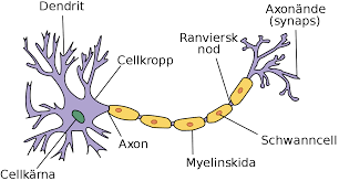 <p>En nervcell som för vidare impulser i nervsystemet.</p>