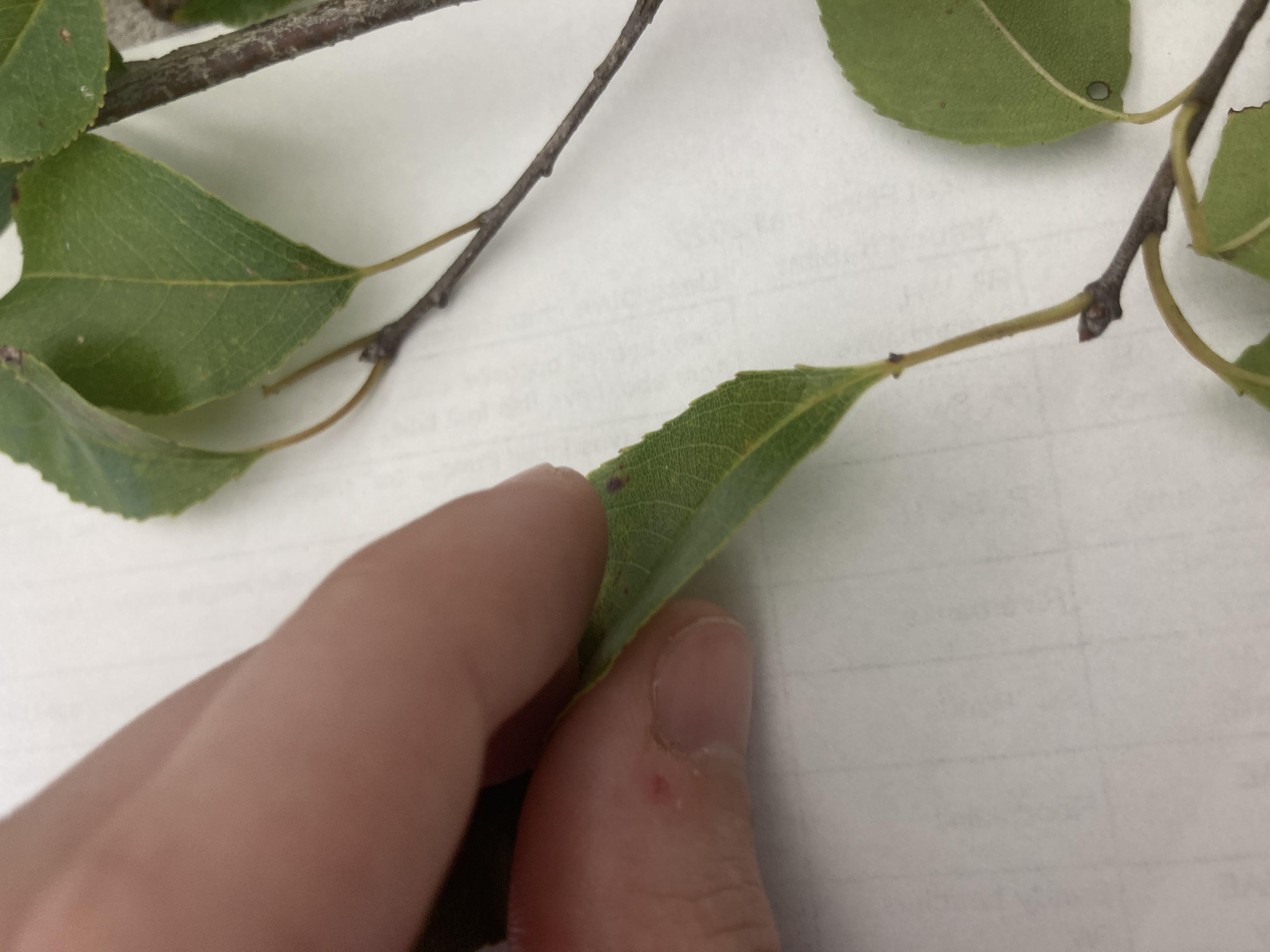 What is this plant?