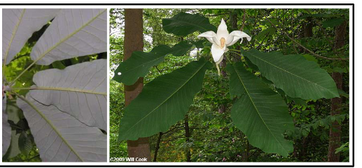 <p>Magnoliaceae</p><p>Magnolia macrophylla</p>