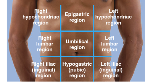 <p>right hypochondriac, epigastric, left hypochondriac, right lumbar, umbilical, left lumbar, right iliac, hypogastric, left iliac</p>