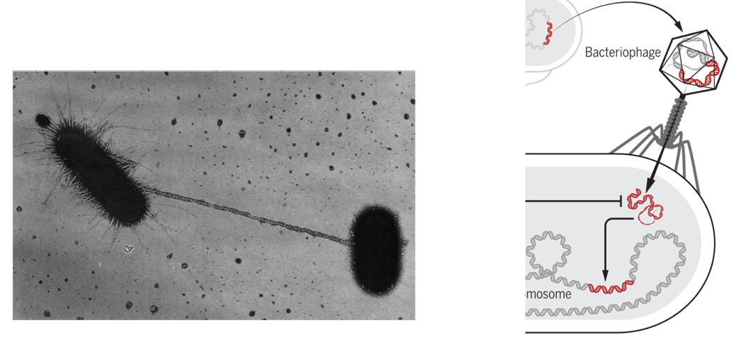 Resistance genes are often on *R plasmids* that can be transferred between bacteria