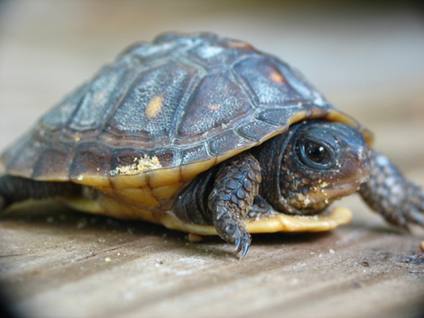 <p>turtle, tortoise (habe eine ...)</p>