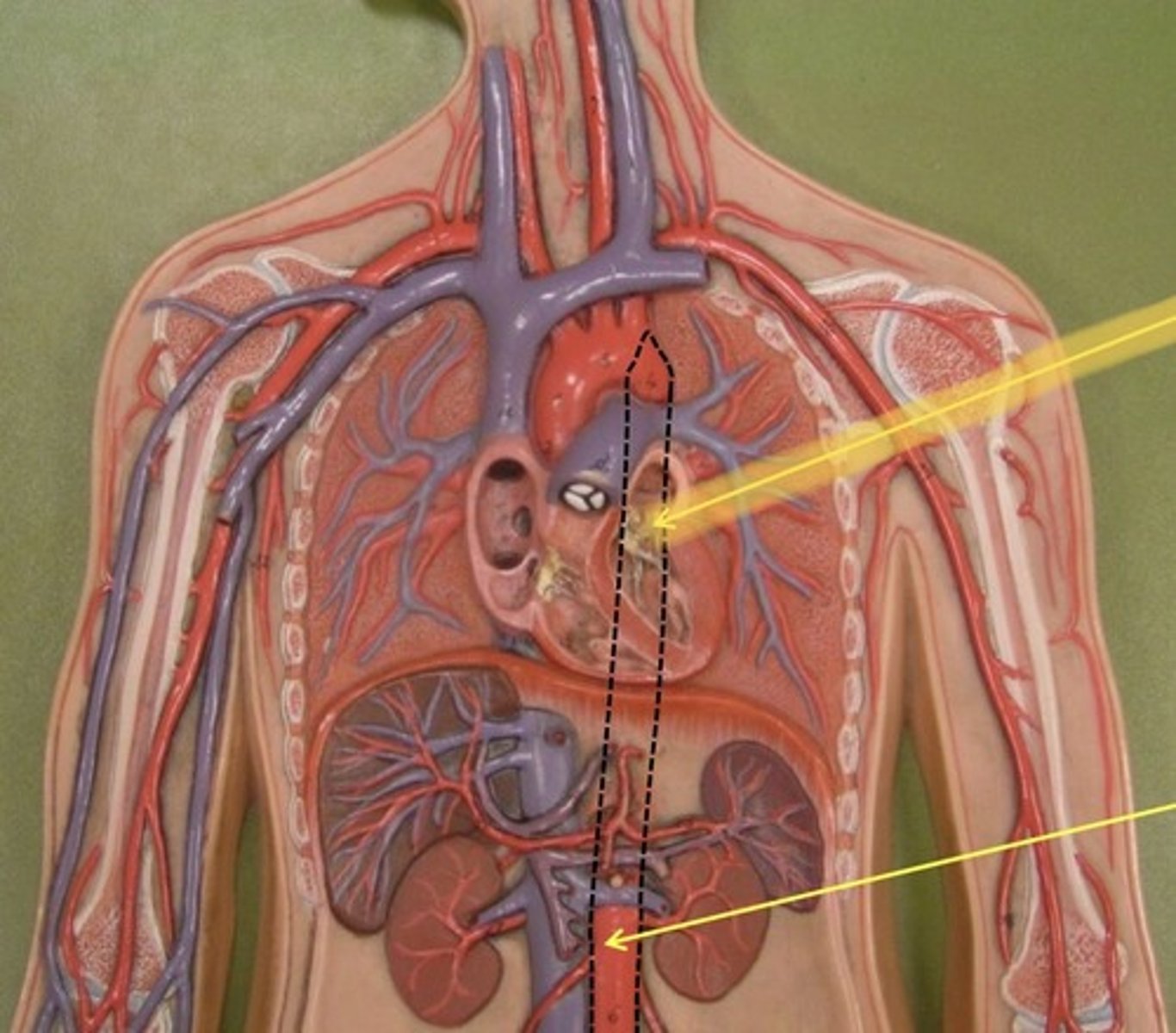 knowt flashcard image