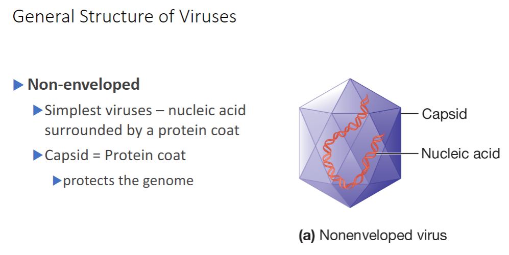<p>Nonenveloped viruses construct a capsid from many copies of one protein and a few minor proteins. Each subunit is termed a protomer, and thousands of protomers self- assemble to form the capsid (figure 18.3). In contrast, enveloped viruses require both nucleocapsid proteins and additional proteins to anchor the membrane. Some viruses use noncapsid proteins as scaffolding upon which the capsids are assembled. Probably the most important advantage of this design strategy is that the viral genome is used with maximum efficiency. For example, the tobacco mosaic virus (TMV) capsid is constructed using a single type of protomer. Recall that the building blocks of proteins are amino acids and that each amino acid is encoded by three nucleotides. The TMV protomer is 158 amino acids in length. Therefore only about 474 nucleotides are required to code for the coat protein. The entire TMV genome consists of only 6,400 nucleotides. Thus only a small fraction of the genome is used to code for the capsid.</p><ul><li><p>(image below) Generalized Structure of Virions. (a) A nonenveloped virus consists of a capsid assembled around its nucleic acid (nucleocapsid).</p></li></ul>
