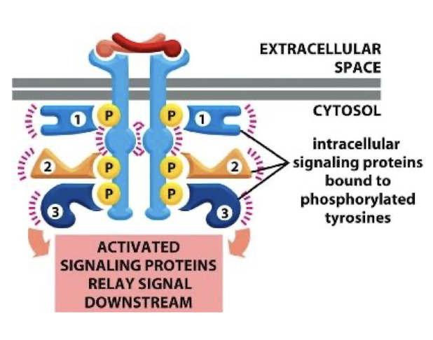 <p>Most well-studied docking domain </p><p>there are over 100 human proteins that possess SH2 domains (the SH2 family) </p><p>Sub-family members have subtle differences in the SH2 domain that generates unique specificity for phosphotyrosines and therefore which receptor that SH2 proteins can bind </p>